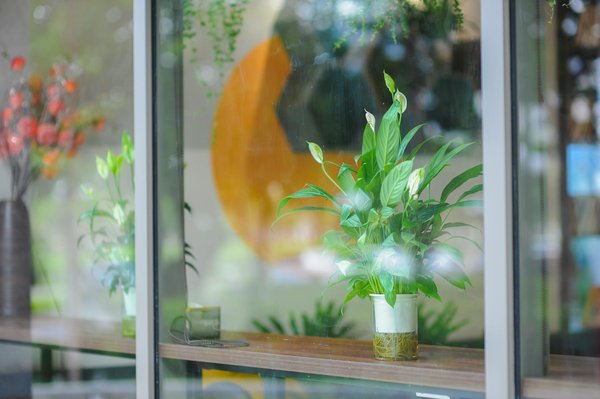 Vie et œuvre de Claude Monet : révolutionner l'art avec l'impressionnisme